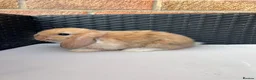 Mini Lop rabbits for sale: Pure bred mini lops  in Haverhill - Advert 8