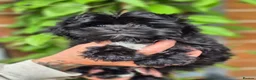 Shih Tzu dogs for sale: Amazing Small Imperial Shih tzu Puppies READY NOW - Advert 10