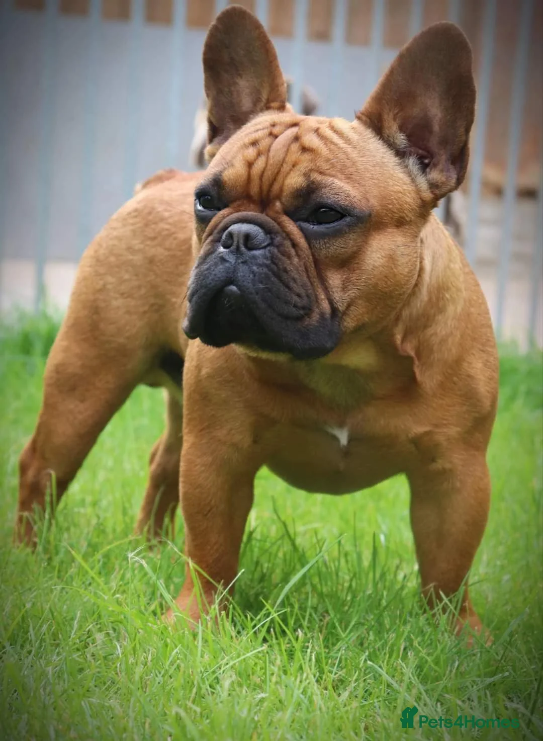 French Bulldog dogs for stud: Gorgeous Deep Red Fawn Boy in Middlesbrough - Advert 11