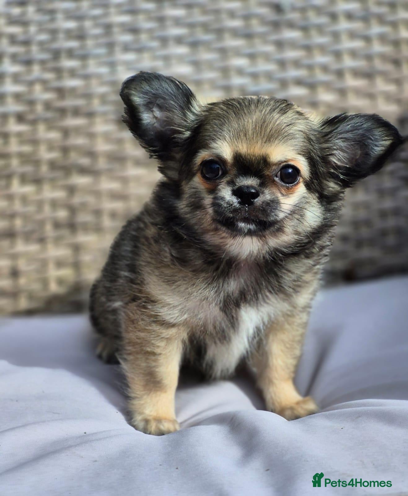 Chihuahua dogs Amazing Tiny Longcoat Chihuahua Puppies - Advert 12
