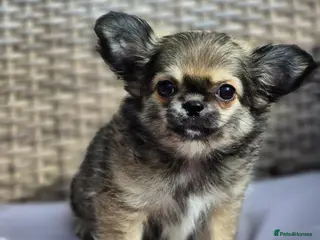 Chihuahua dogs Amazing Tiny Longcoat Chihuahua Puppies - Advert 12