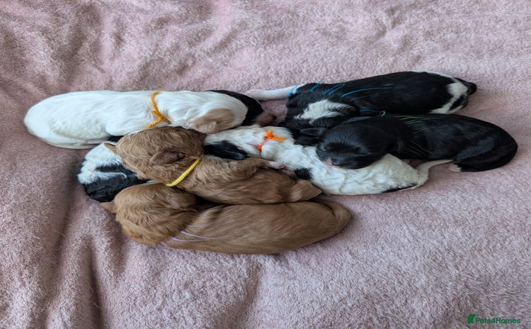 Toy Poodle dogs 🖤CAVAPOO BABIES🖤TESTED PARENTS! - Advert 11