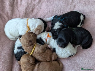 Toy Poodle dogs 🖤CAVAPOO BABIES🖤TESTED PARENTS! - Advert 3