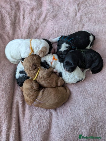 Toy Poodle dogs 🖤CAVAPOO BABIES🖤TESTED PARENTS! - Advert 11