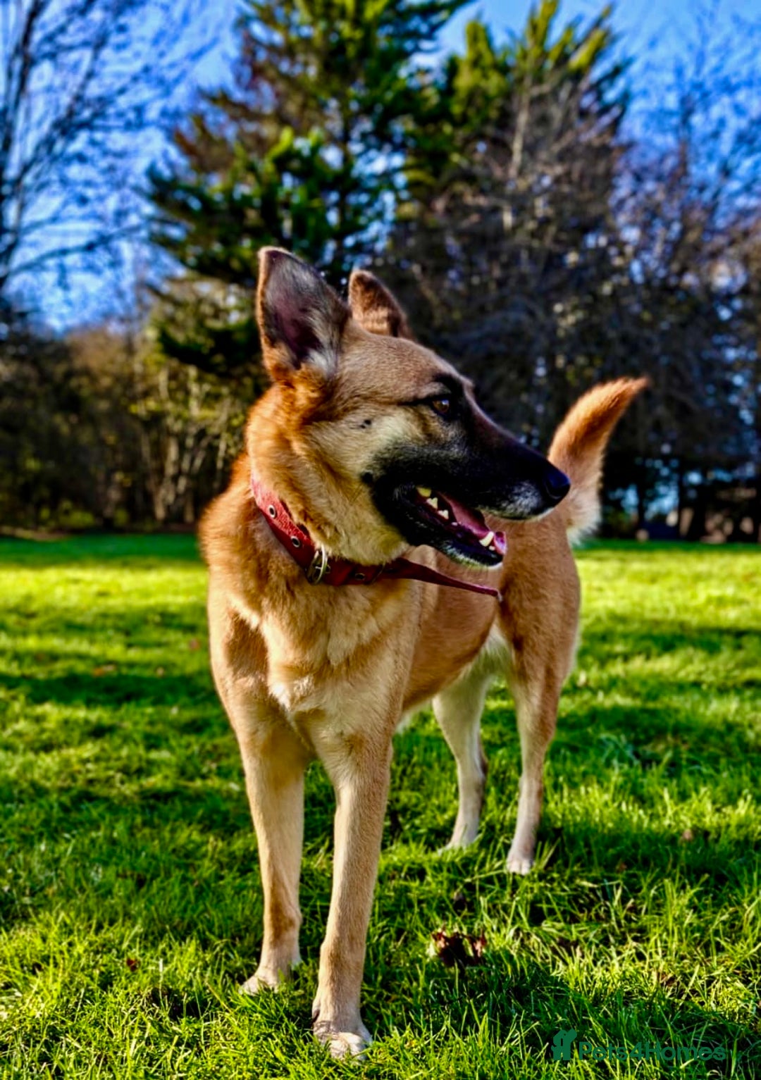 Belgian Shepherd Dog dogs for adoption: Julie: The Puppy Who Survived the Unthinkable - Advert 4