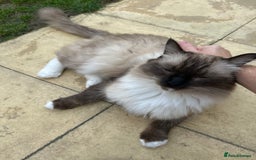 Ragdoll cats for sale: 🐾 Loving 21-Month-Old Male Seal Mitted Ragdoll 🐾 - Image 19