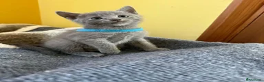 BLUE BOY