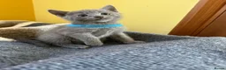 Russian Blue cats for sale: TICA REGISTERED Pure Breed Russian Blue Kittens - Advert 12