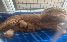 Cockapoo dogs for sale: Beautiful f1b chocolate and red cockapoo pups 🐶  - Image 4