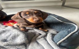 Mixed Breed dogs for sale: Dorkie Puppies  - Image 5