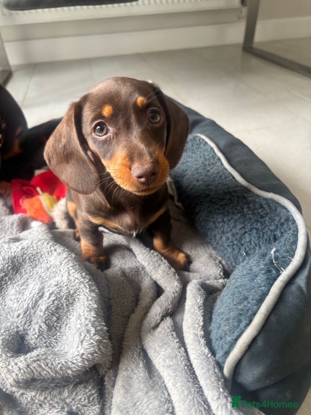 Mixed Breed dogs for sale: Dorkie Puppies  - Image 5