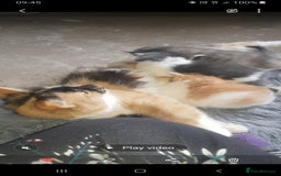 British Shorthair cats for sale: Kittens  - Advert 3