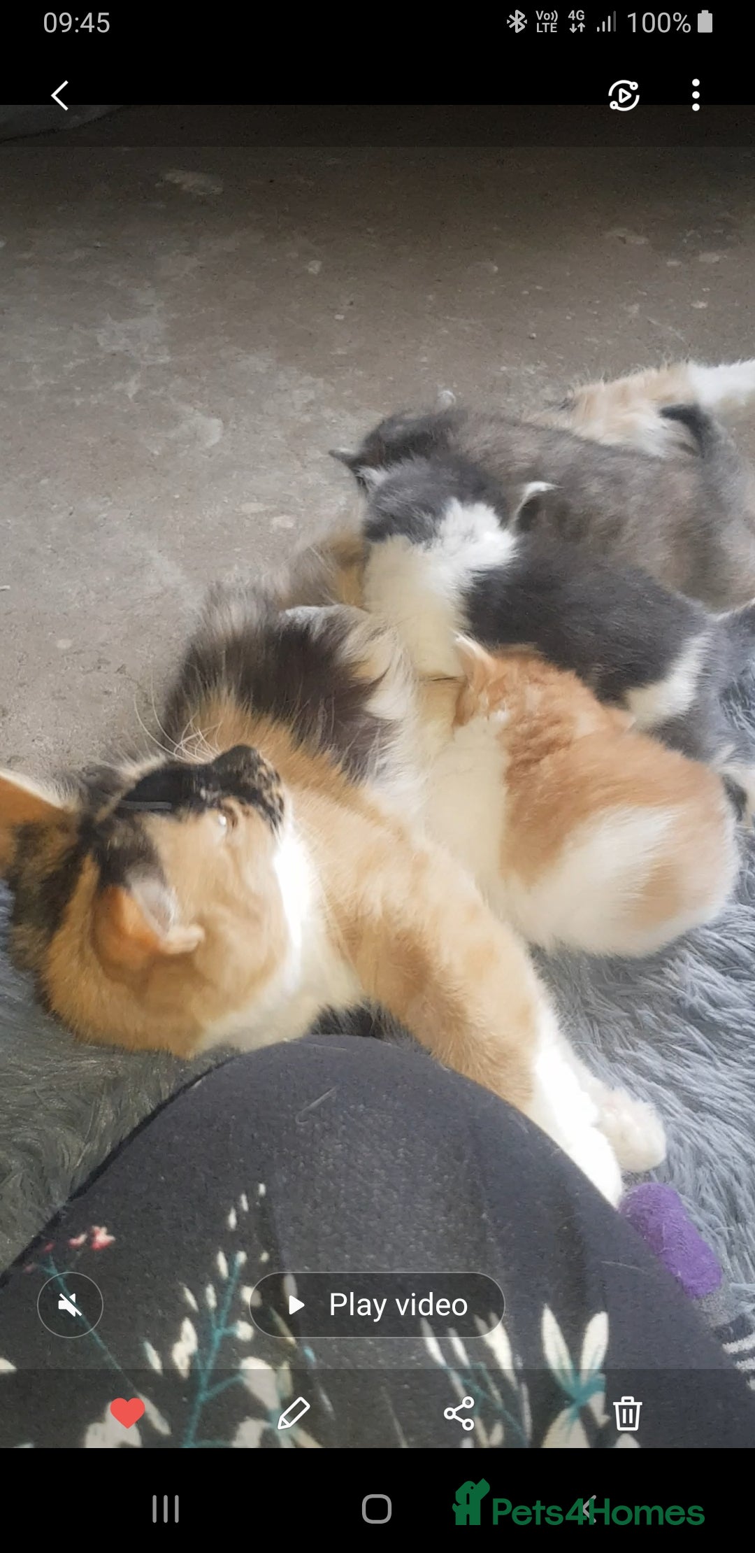 British Shorthair cats for sale: Kittens  - Advert 3