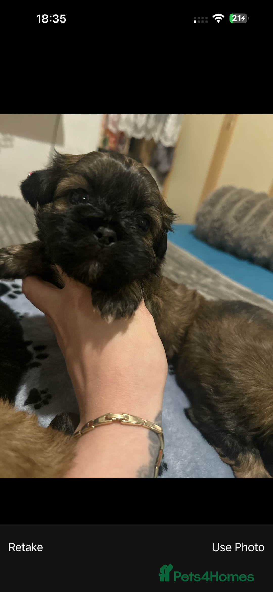 Shihpoo dogs for sale: Shihpoo 6 girls  - Advert 2