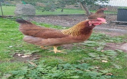 Hens poultry for sale: Purebred Welsumer lg Fowl young Cocks and Hens RD - Image 5