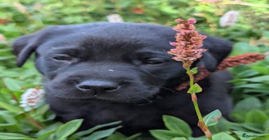 Labrador Retriever dogs - Advert 13