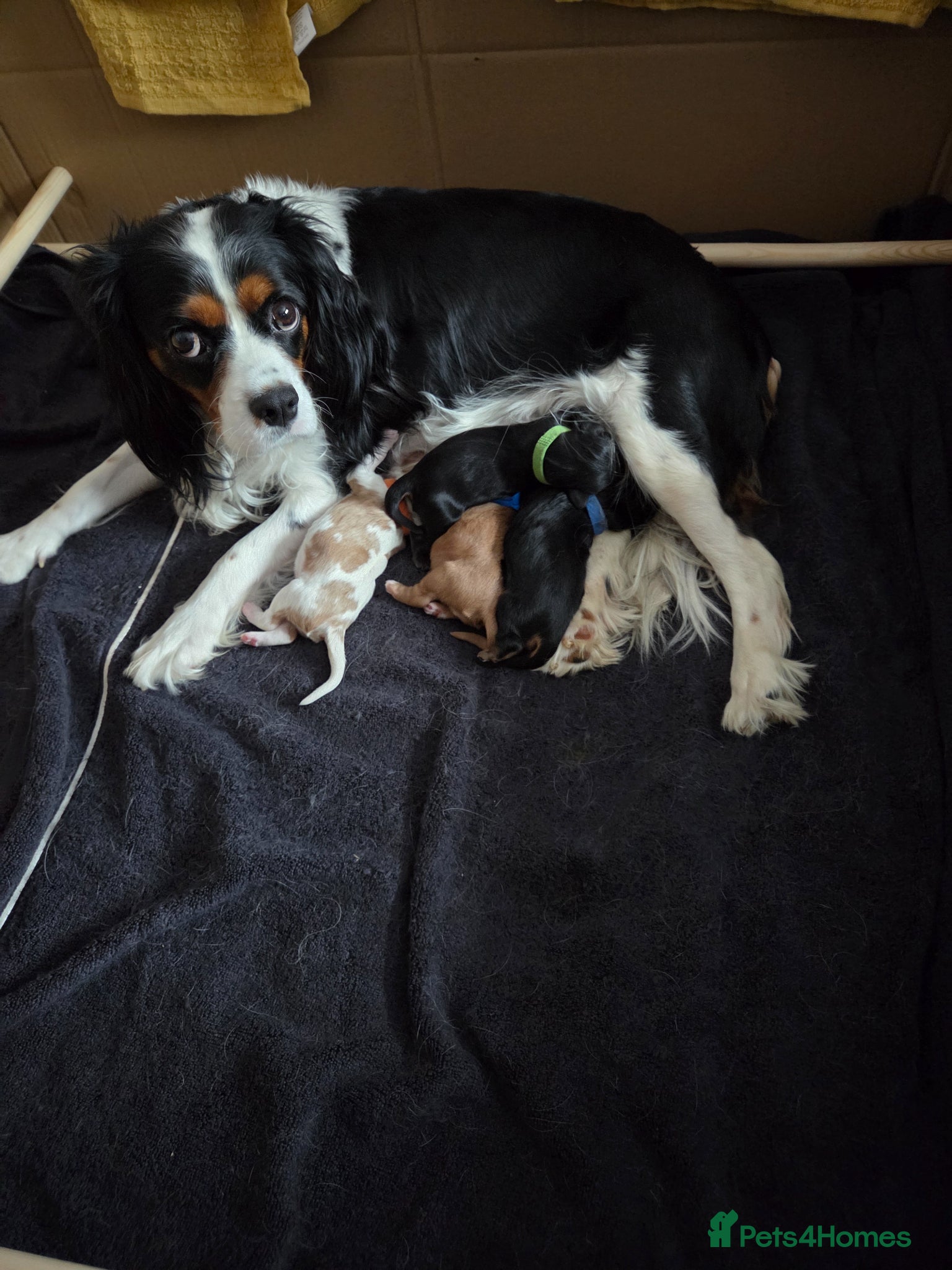 Cavalier King Charles Spaniel dogs Beautiful cavalier king charles puppies  - Advert 1