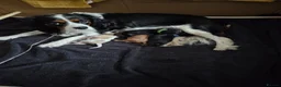Cavalier King Charles Spaniel dogs for sale: Beautiful cavalier king charles puppies  - Advert 1