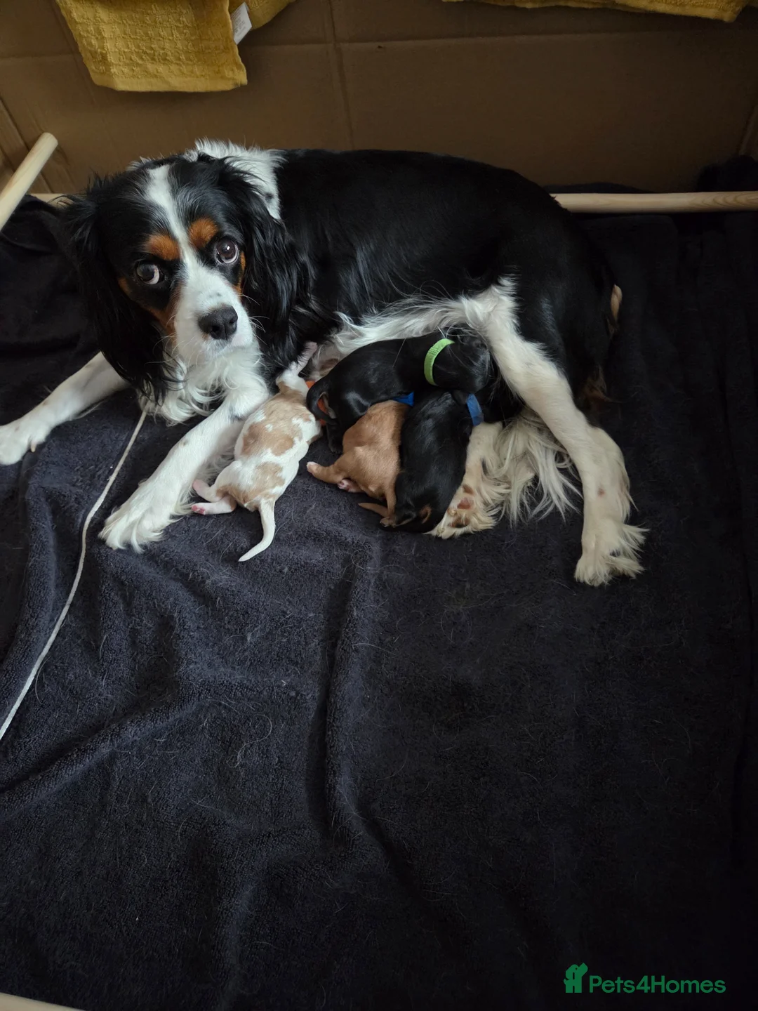 Cavalier King Charles Spaniel dogs for sale: Beautiful cavalier king charles puppies  - Advert 1