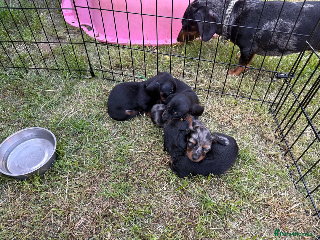 Miniature Dachshund dogs for sale: Ready Now! Smooth coat 1 boy 1 girl - Image 22