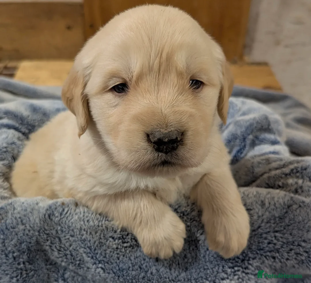 Golden Retriever dogs for sale: Golden Retrievers Family - Advert 6