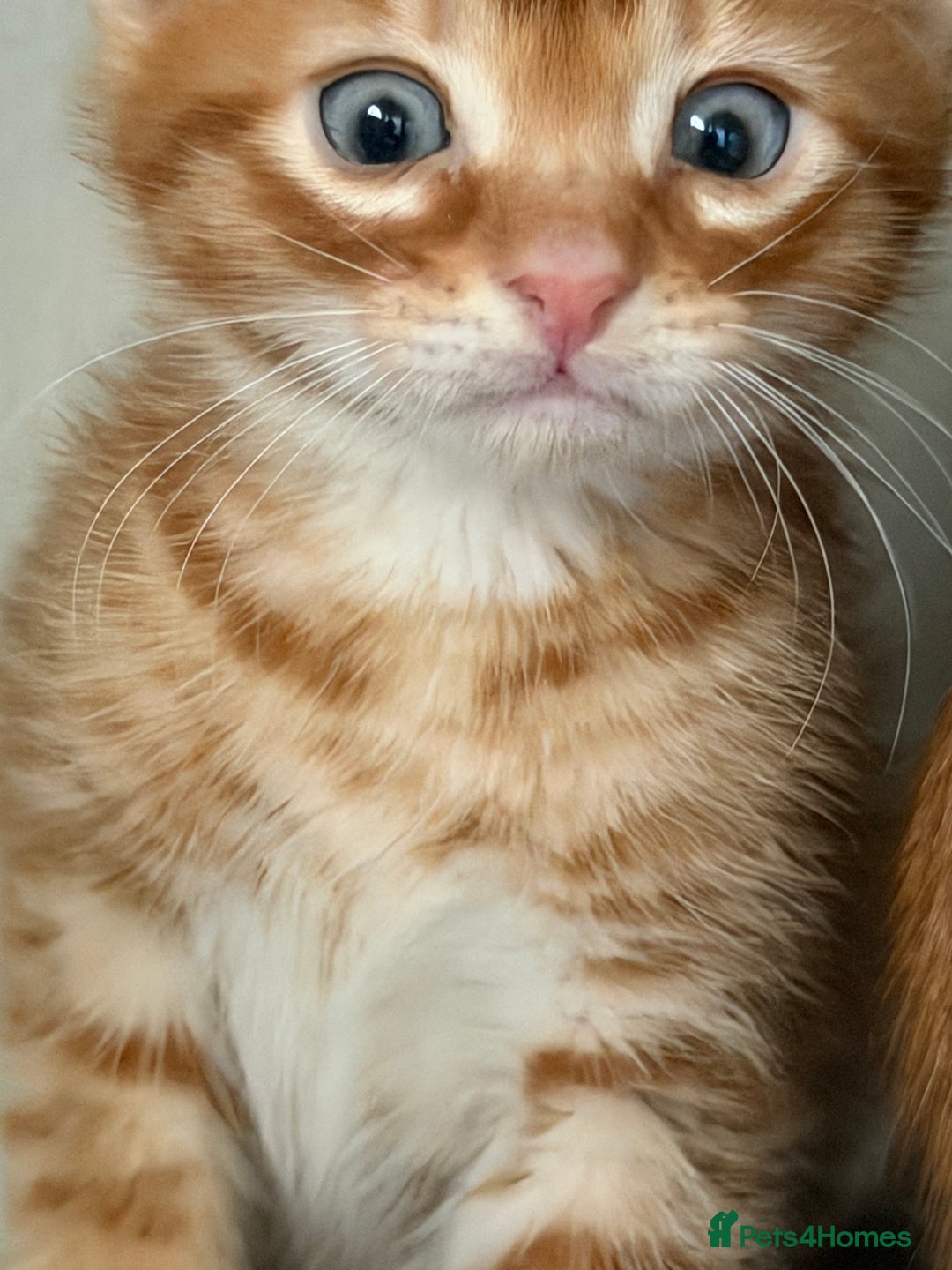 Mixed Breed cats for sale: Beautiful Gingers - Advert 5