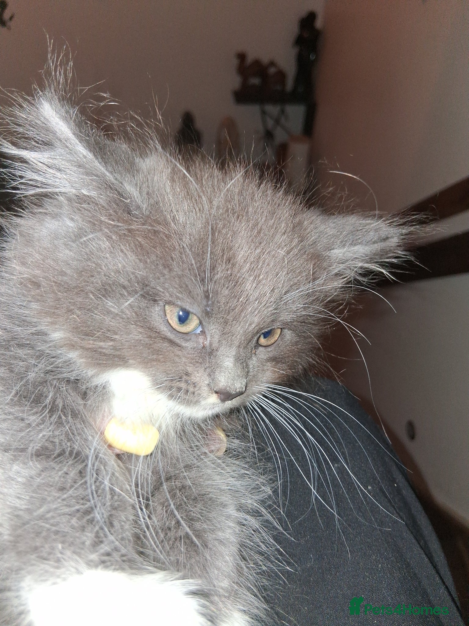 Maine Coon cats Maine coon  xxx - Advert 5
