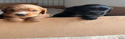 Cocker Spaniel dogs for sale: Cocker spaniel Pups - Advert 20