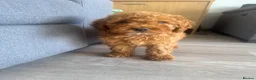Cockapoo dogs for sale: F2 Cockapoo Puppies READY TO LEAVE 2 girls remain - Advert 8