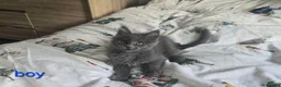 Maine Coon cats for sale: Maine Coon Kitten ready - Advert 11