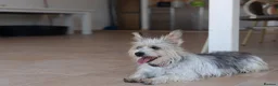 Mixed Breed dogs for adoption: Marvelous Millie - Advert 7