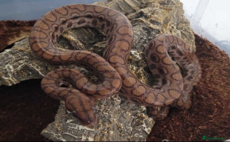 Snake reptiles - Advert 1