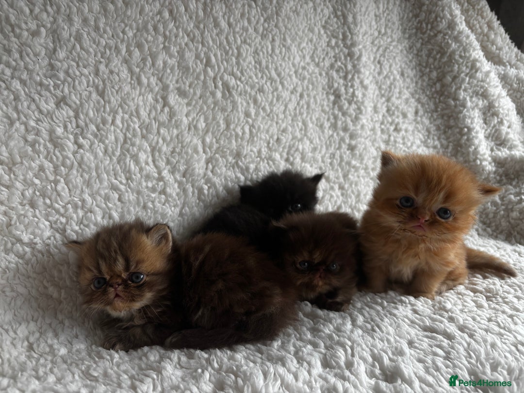 Persian cats for sale: Pure Persian Kittens - Image 1
