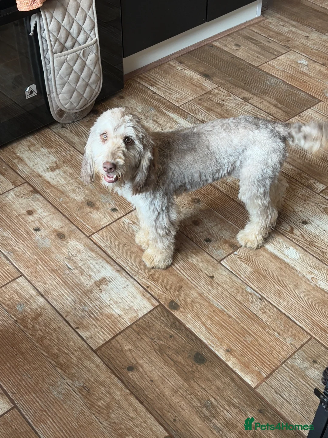 Cockapoo dogs for sale: Female Cockapoos  in Cradley Heath - Advert 2