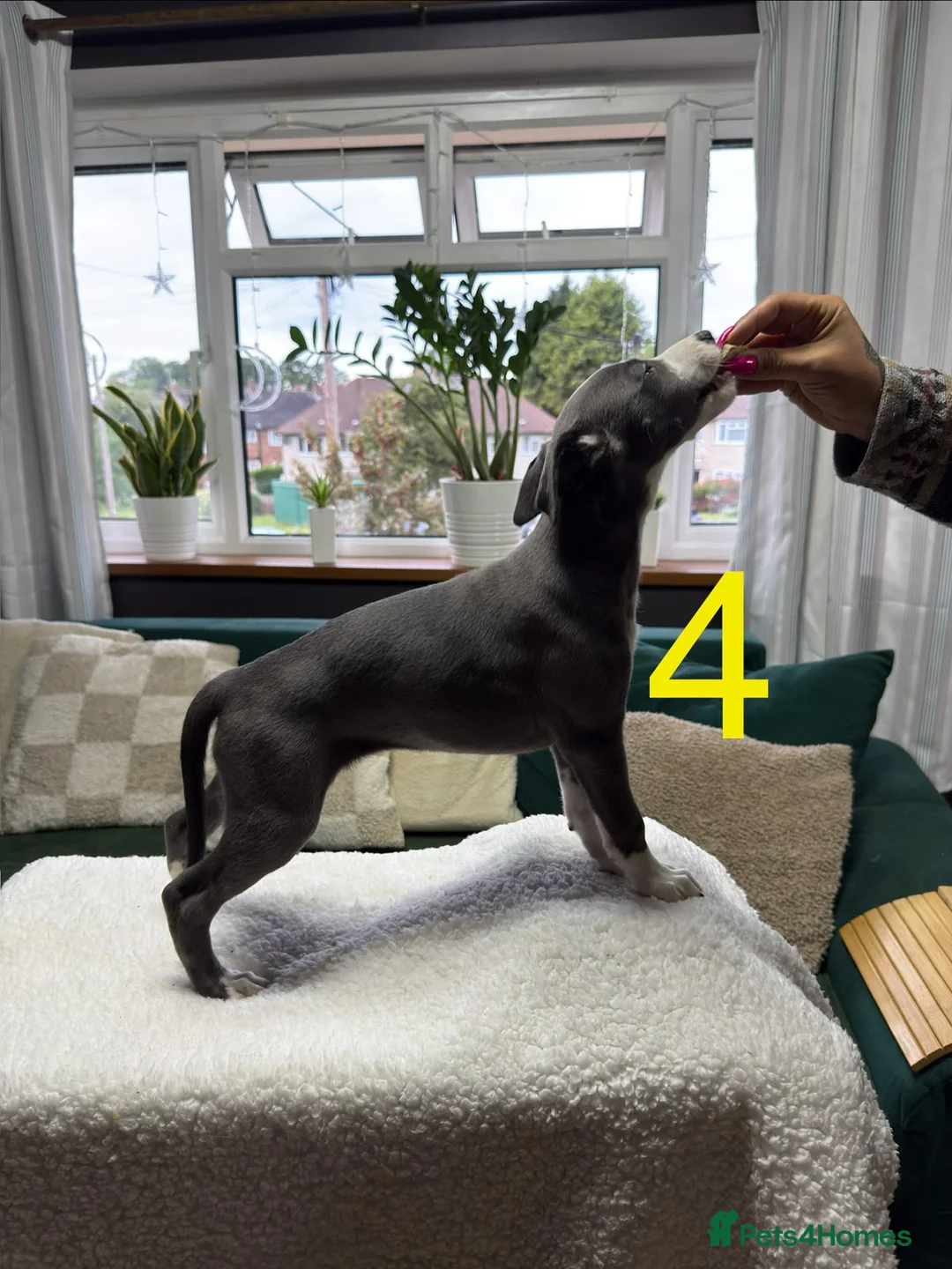 Whippet dogs for sale: REDUCED! LAST GIRL!  Health checked - Advert 2