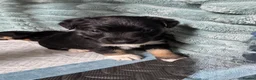 Jack Russell dogs for sale: Stunning Female Jack Russell Short Legged  - Advert 5