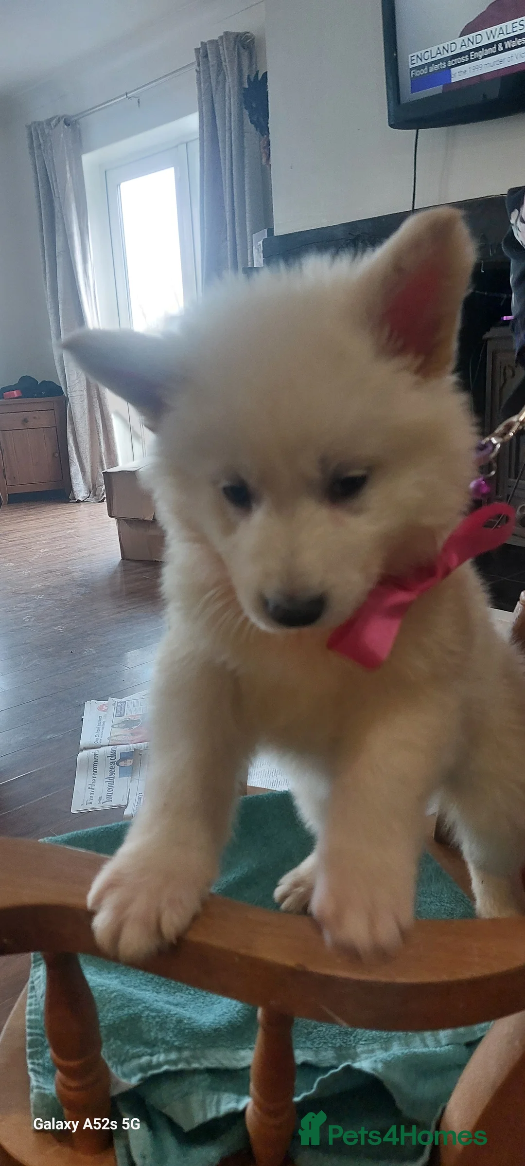 White Swiss Shepherd dogs for sale: Gorgeous white swiss shepherd puppies  - Advert 13
