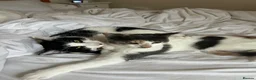 Mixed Breed cats for sale: 2 Female Cats in Leominster - Advert 2