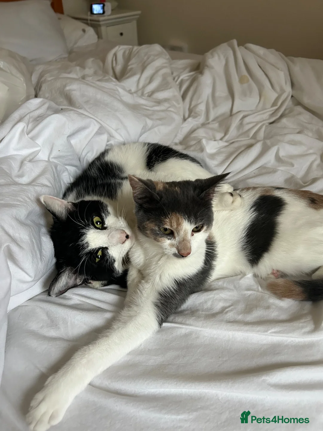 Mixed Breed cats for sale: 2 Female Cats in Leominster - Advert 2