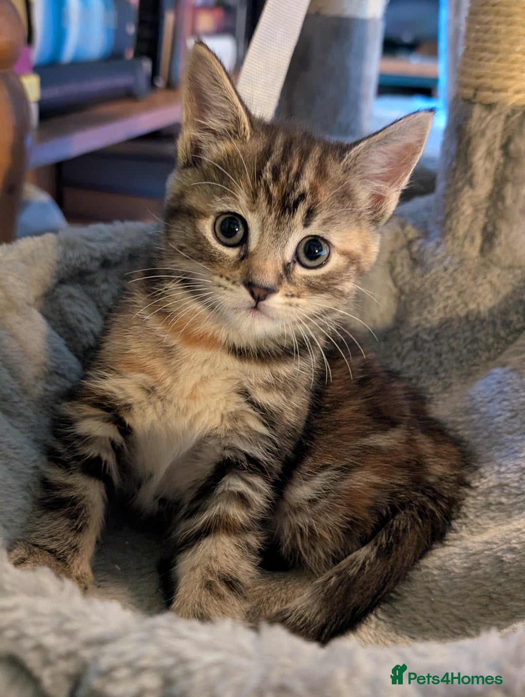 Mixed Breed cats for sale: We're just waiting for the perfect new home - Image 7