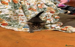 Mixed Breed cats for sale: Long haired fluff balls - Image 5
