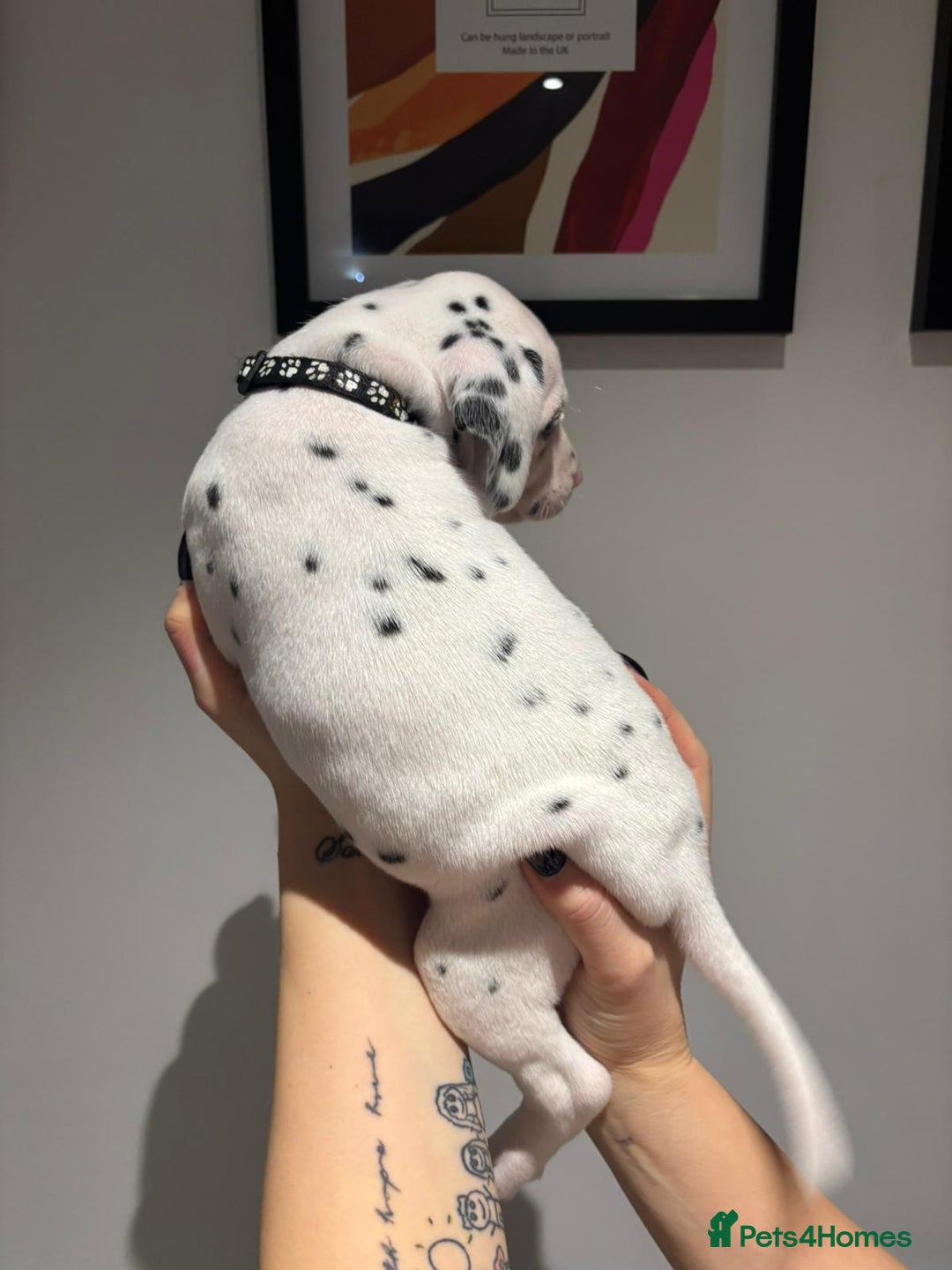 Dalmatian dogs for sale: Dalmatians for Sale (Last 2 Boys Left) - Advert 22