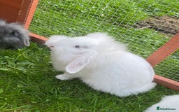 Mixed Breed rabbits for sale: Baby male rabbit ready now - Image 6