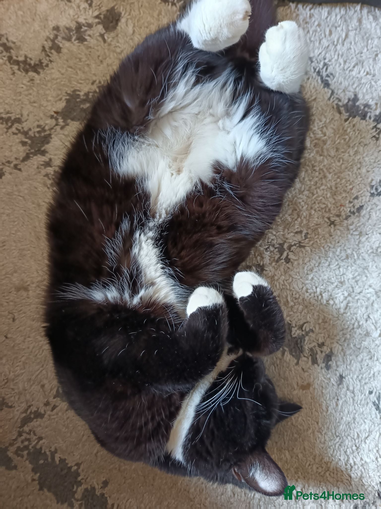 Mixed Breed cats Tuxedo British short hair & brown tabby ragdoll  - Advert 9
