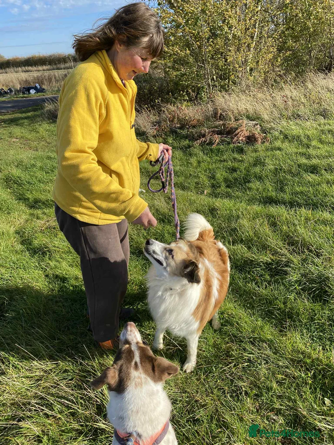 Mixed Breed dogs for adoption: Jessie ❤️ - Advert 5
