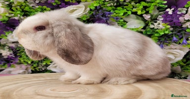Mini Lop rabbits - Advert 2