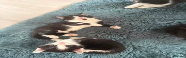 Mixed Breed 1