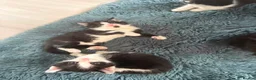 Mixed Breed cats for sale: 7 Beautiful Boy Kittens — Ready Now ✅ £20 each - Advert 3