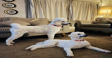 Standard Poodle dogs - Advert 2