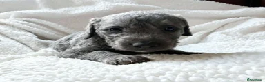 Bedlington/whippet 1